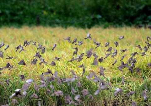 スズメの群れ スズメ,雀,稲の写真素材