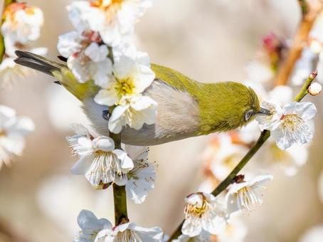 桜にとまるメジロ・サクジロー 桜にとまるメジロ・サクジロー サクジロー,メジロ,野鳥の写真素材