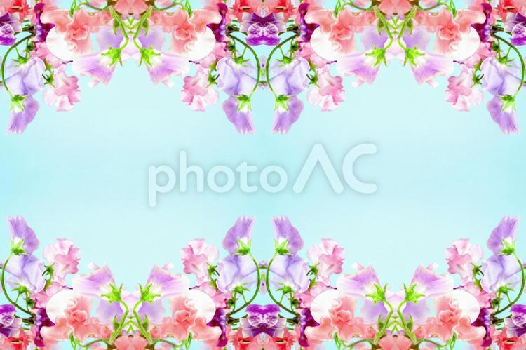 華やかな印象の花柄素材 花,ピンク,スイートピーの写真素材
