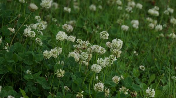 シロツメクサの写真