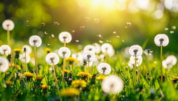 草原に揺れるたんぽぽの綿毛 春のイメージ 草原に揺れるたんぽぽの綿毛 春のイメージの写真