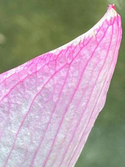 Photo, lotus, petal, pink, 