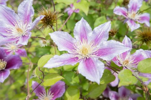 花写真 クレマチス 花写真 クレマチスの写真
