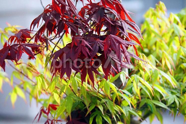 春の日差しに若さが芽生えた紅葉 緑,ワイン色,黄緑の写真素材
