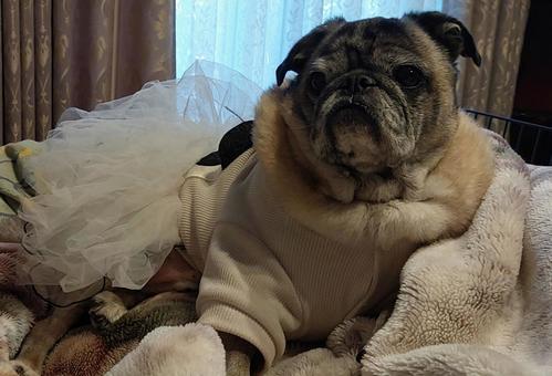 まったり パグ,pug,動物の写真素材