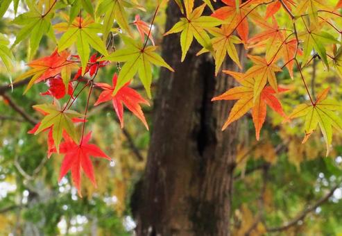 紅葉シーズン03 もみじ,紅葉,赤いの写真素材