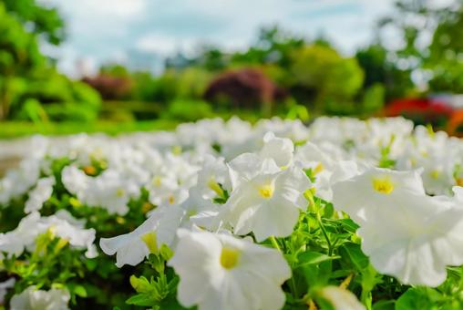 【青森】青い森公園の花 2025 【青森】青い森公園の花 2025 青い森公園,公園,青森の写真素材