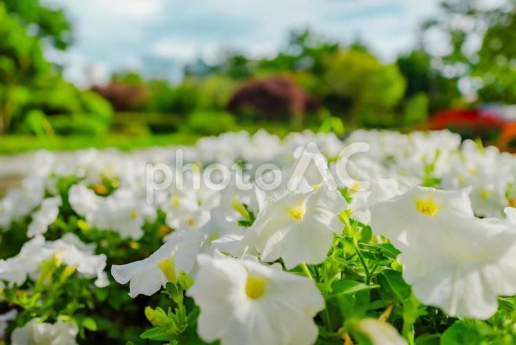 【青森】青い森公園の花 2025 青い森公園,公園,青森の写真素材