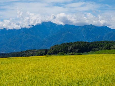 甲斐駒ヶ岳、稲穂、青空、雲 甲斐駒ヶ岳、稲穂、青空、雲 甲斐駒ヶ岳,稲穂,秋の写真素材