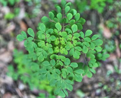 緑のグラデーションと幾何学模様 葉,植物,グリーンの写真素材