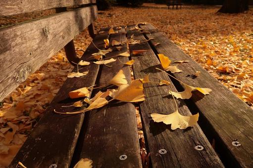 bench autumn leaves late autumn ginkgo dead leaves, JPG bench autumn leaves late autumn ginkgo dead leaves, JPG