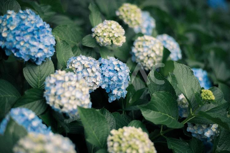 梅雨時期の癒し ニコン,自然,風景の写真素材