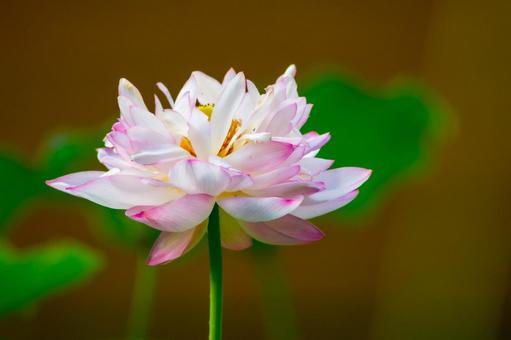 蓮の花 蓮の花の写真