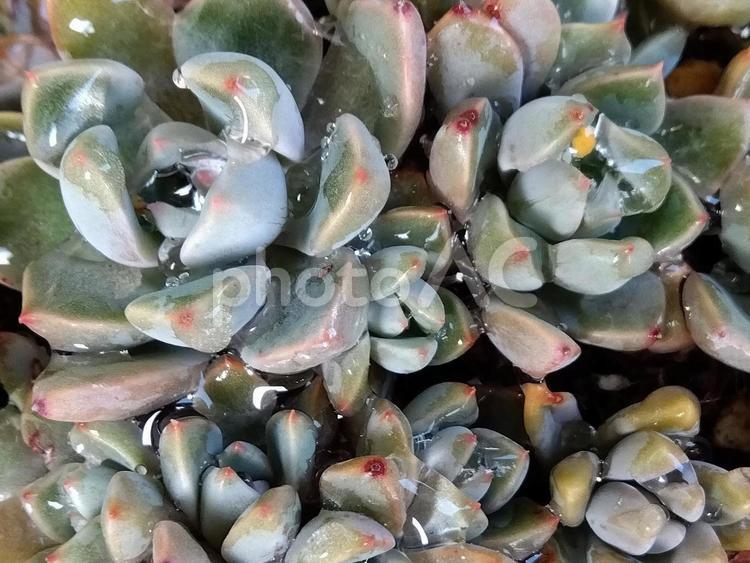 水滴のついた多肉植物 多肉植物,植物,園芸の写真素材