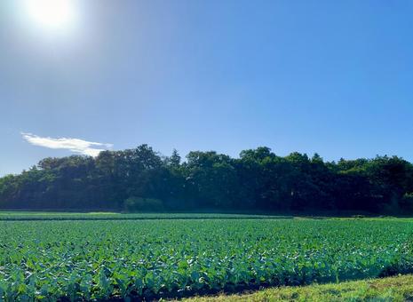 青空とブロッコリー畑2の写真