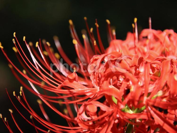 曼珠沙華のクローズアップ 彼岸花,曼珠沙華,鮮やかの写真素材