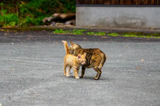 猫(144) 猫(144)の写真