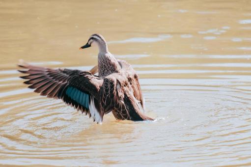 カモが羽を広げています カモ,野鳥,渡り鳥の写真素材