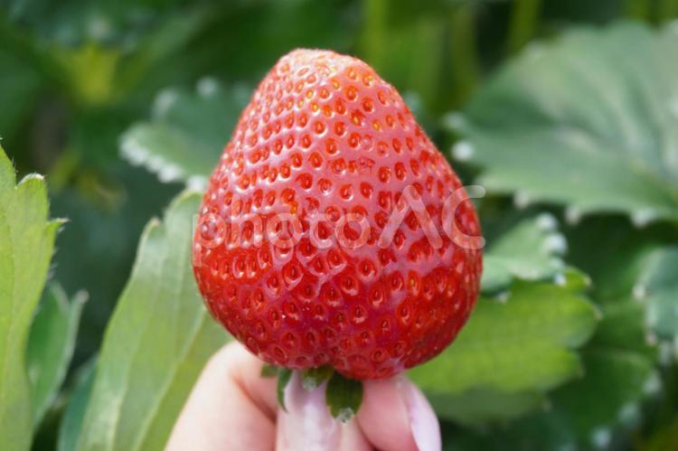 いちご狩り　苺　 いちご狩り,苺,春の写真素材