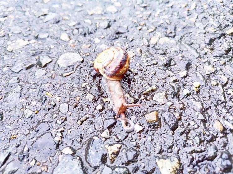 ジメジメ　カタツムリ 地面,カタツムリ,蝸牛の写真素材