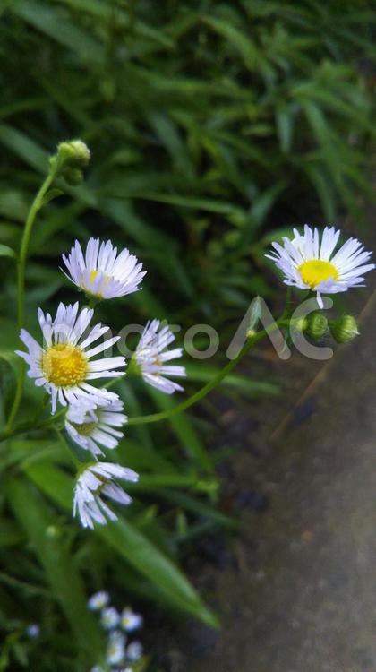 ヒメジョオンの群れ 森,ヒメジョオン,かわいいの写真素材