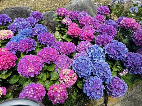 あじさいの花 あじさい,紫陽花,アジサイの写真素材