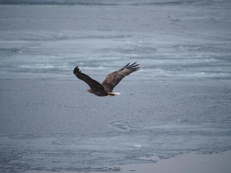 流氷の上を舞う鷲 鷲,オジロワシ,オオワシの写真素材