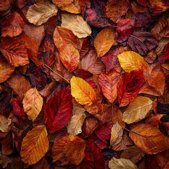 落ち葉が敷き詰められたテクスチャの写真