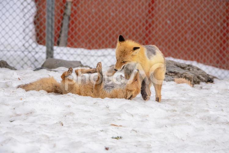 じゃれ合う仲良しキタキツネ３ キツネ,キタキツネ,動物の写真素材