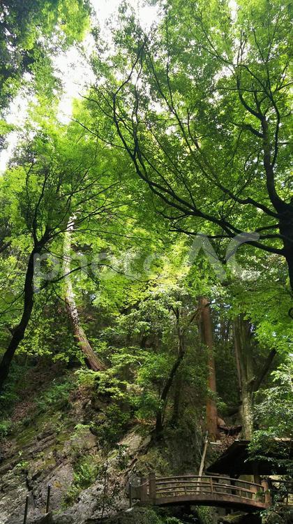 涼を求めて新緑 涼しい,木材,山の中の写真素材