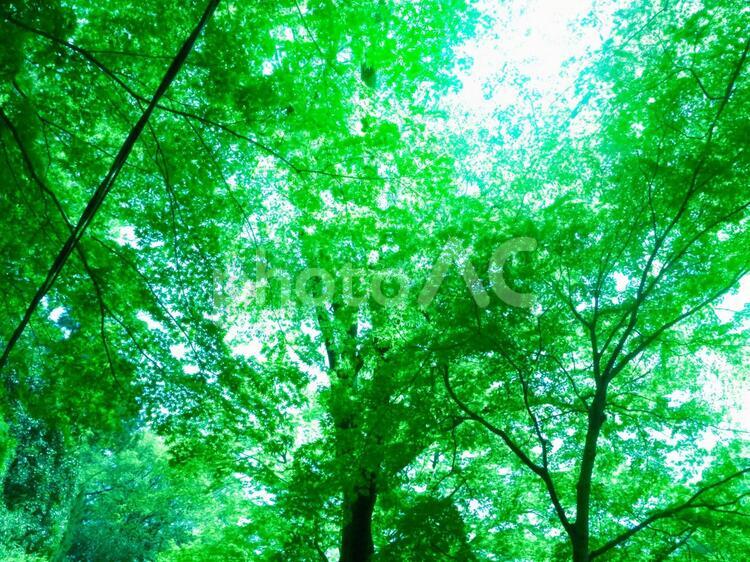 青色のまぶしい木漏れ日 リラックス,生活,植物の写真素材