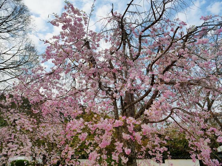 枝垂れ桜　綺麗 枝垂れ桜,サクラ,桜の写真素材