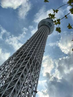 曇り日の東京スカイツリー-99 東京スカイツリー,曇り日,雲の写真素材