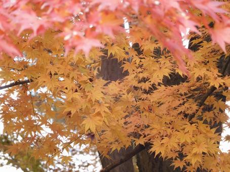 モミジ モミジ,もみじ,モミジ狩りの写真素材