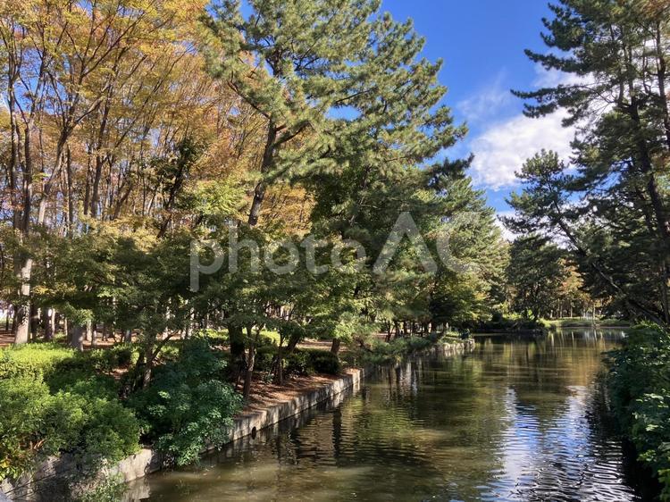 緑あふれる公園　湖 湖,紅葉,公園の写真素材