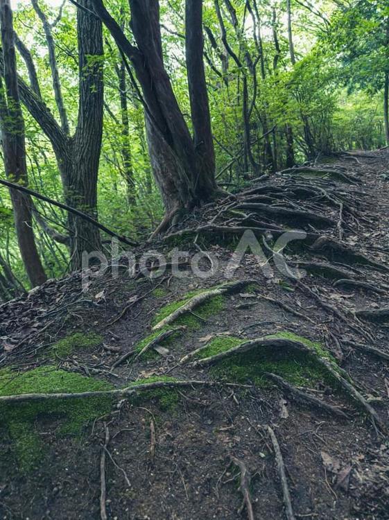 大和葛城山にて　自然の階段 葛城山,大和葛城山,自然の写真素材