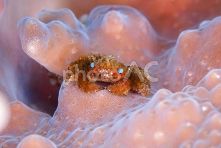 西伊豆・雲見　サンゴとキモガニ スキューバダイビング,ダイビング,キモガニの写真素材