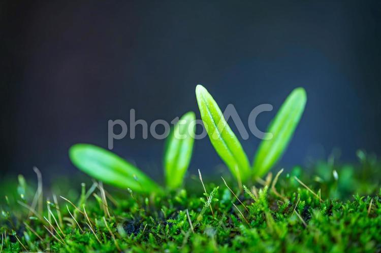いのちの目覚め 発芽,双葉,新芽の写真素材