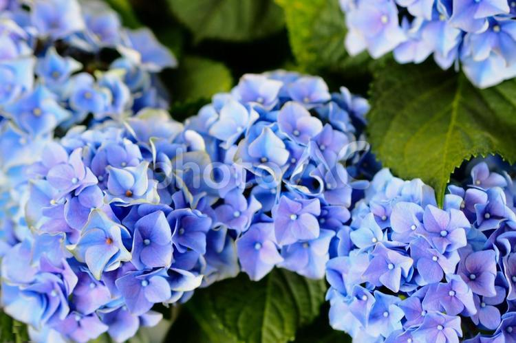 6月梅雨のブルー紫陽花フリー無料素材画像 紫陽花,あじさい,サムシングブルーの写真素材
