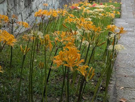 彼岸花 彼岸花,黄色,秋の写真素材