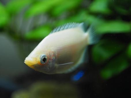 優雅に泳ぐ熱帯魚 優雅に泳ぐ熱帯魚の写真