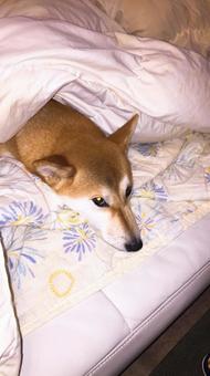 犬37 犬37の写真