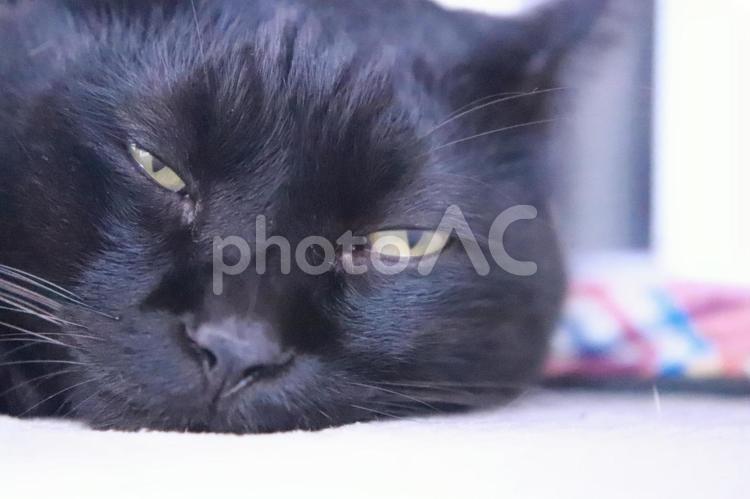 まどろみのまなざし 黒猫,アップ,まどろみの写真素材
