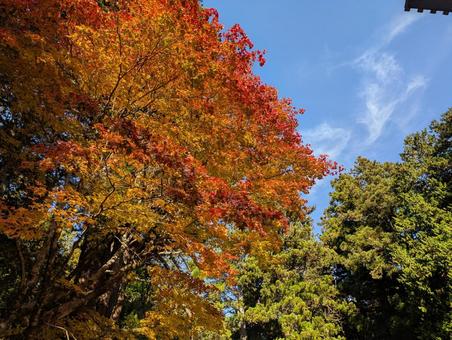 秋　紅葉　autumn leaves autumn,leaves,japanの写真素材