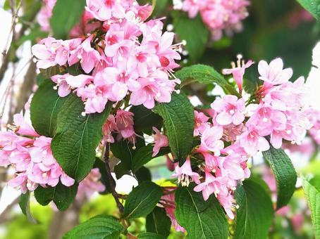 タニウツギ5 タニウツギ5 タニウツギ,花,春の写真素材