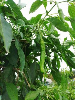 甘長唐辛子 甘長唐辛子 甘長唐辛子,唐辛子,野菜の写真素材