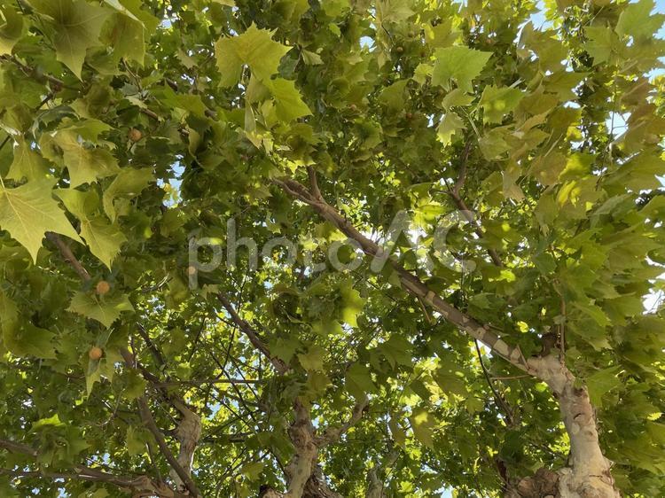 降り注ぐ優しさ 光,太陽,木の写真素材