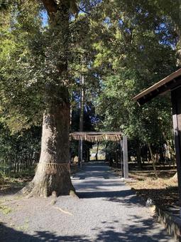 大己貴神社・御神木 大己貴神社,福岡県朝倉郡,大国主の写真素材