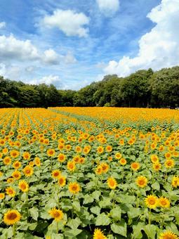 青空とヒマワリ 青空とヒマワリの写真