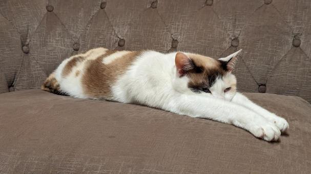 空飛ぶ猫ちゃん 猫,動物,キャットの写真素材